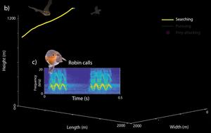 The bat attack visualised from data from the biologger.