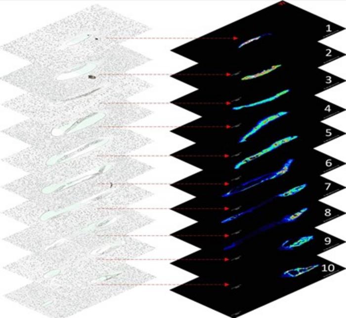 Consecutive Sections of C. elegans Used for 3D Lipid Imaging Reconstruction