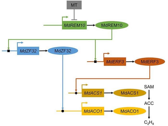 A model showing the regulating of MT on apple fruit ripening.