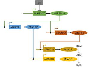 A model showing the regulating of MT on apple fruit ripening.