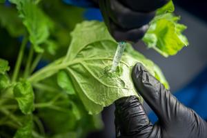 antibacterial plant spray - 3