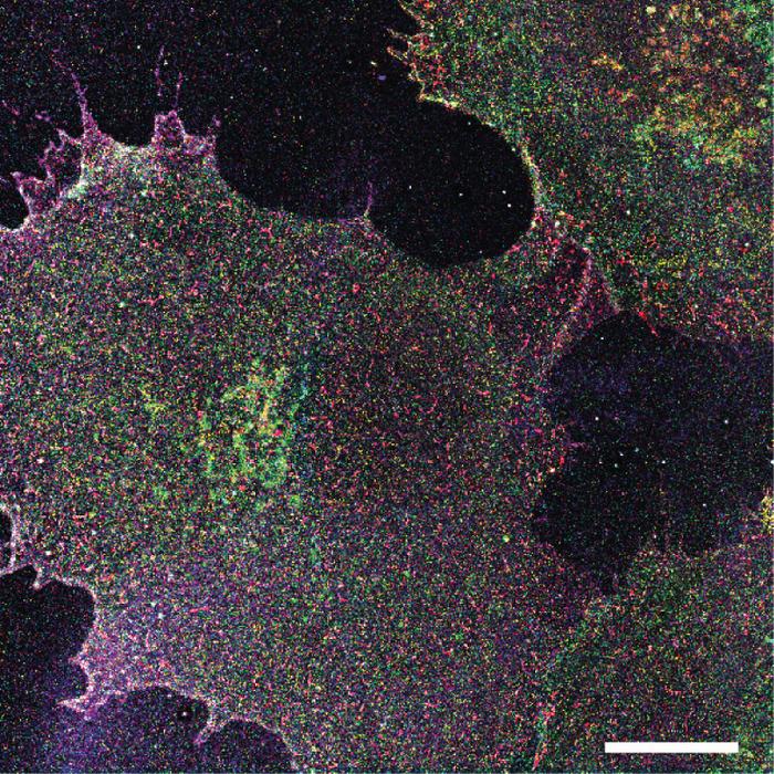 Map of various glycan structures on a human blood vessel cell.