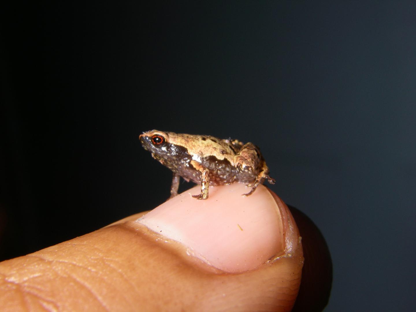 An Adult Male <em>Mini mum</em> (2 of 2)