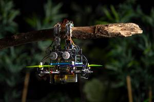 Gripper drone hanging onto branch