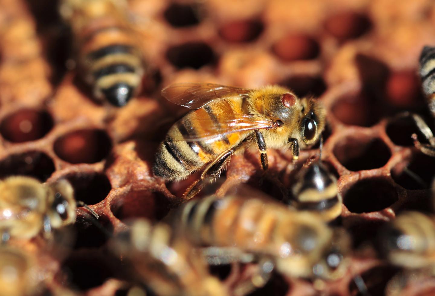 Mites Drive Deformed Wing Virus in Honeybees (8 of 8)