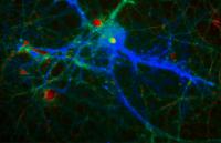 Calcium Levels within a Neuron