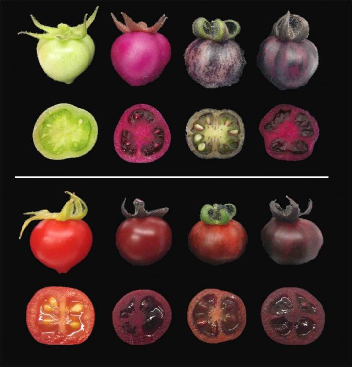 Tomatoes
