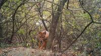 Golden Jackal in the Study Area