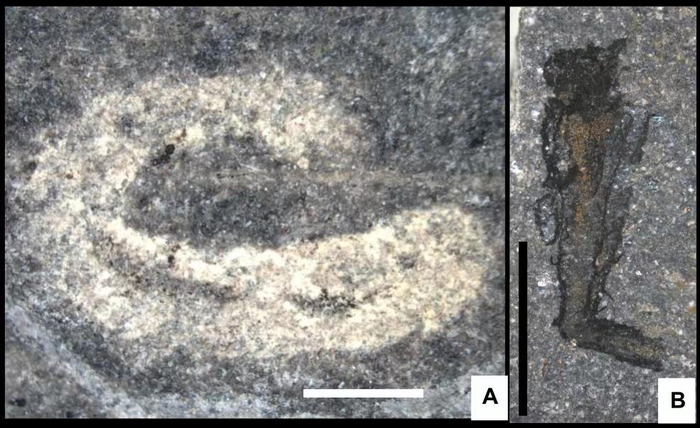 Two animals with soft bodies from the Castle Bank fauna