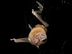 Noctule bat