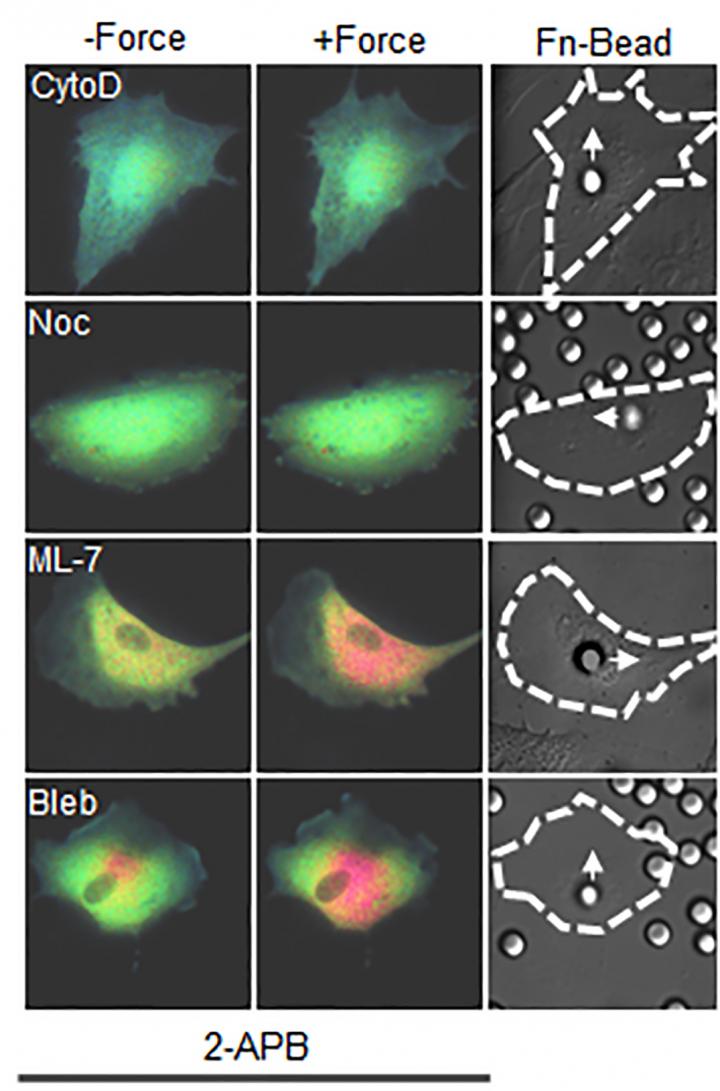 Force and Calcium Ion Flow from outside the Cell (2 of 2)
