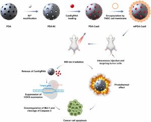 mPDA-Cas9 nanoparticles combine with photothermal therapy target and kill triple-negative Breast Cancer cells
