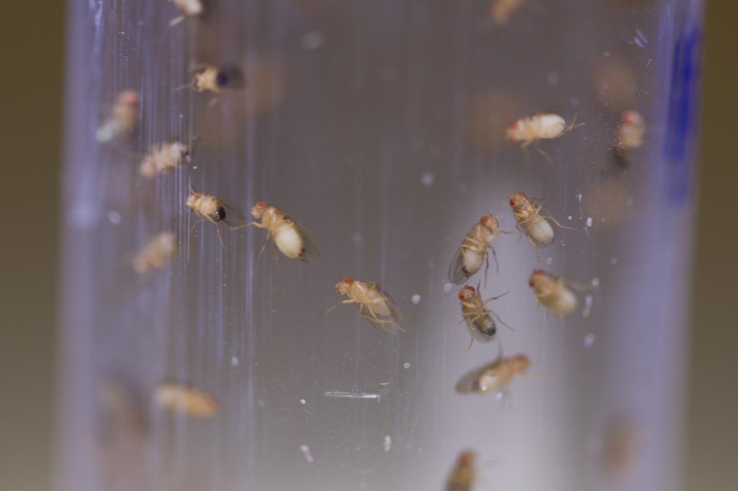 Fruit Flies