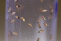 Fruit Flies