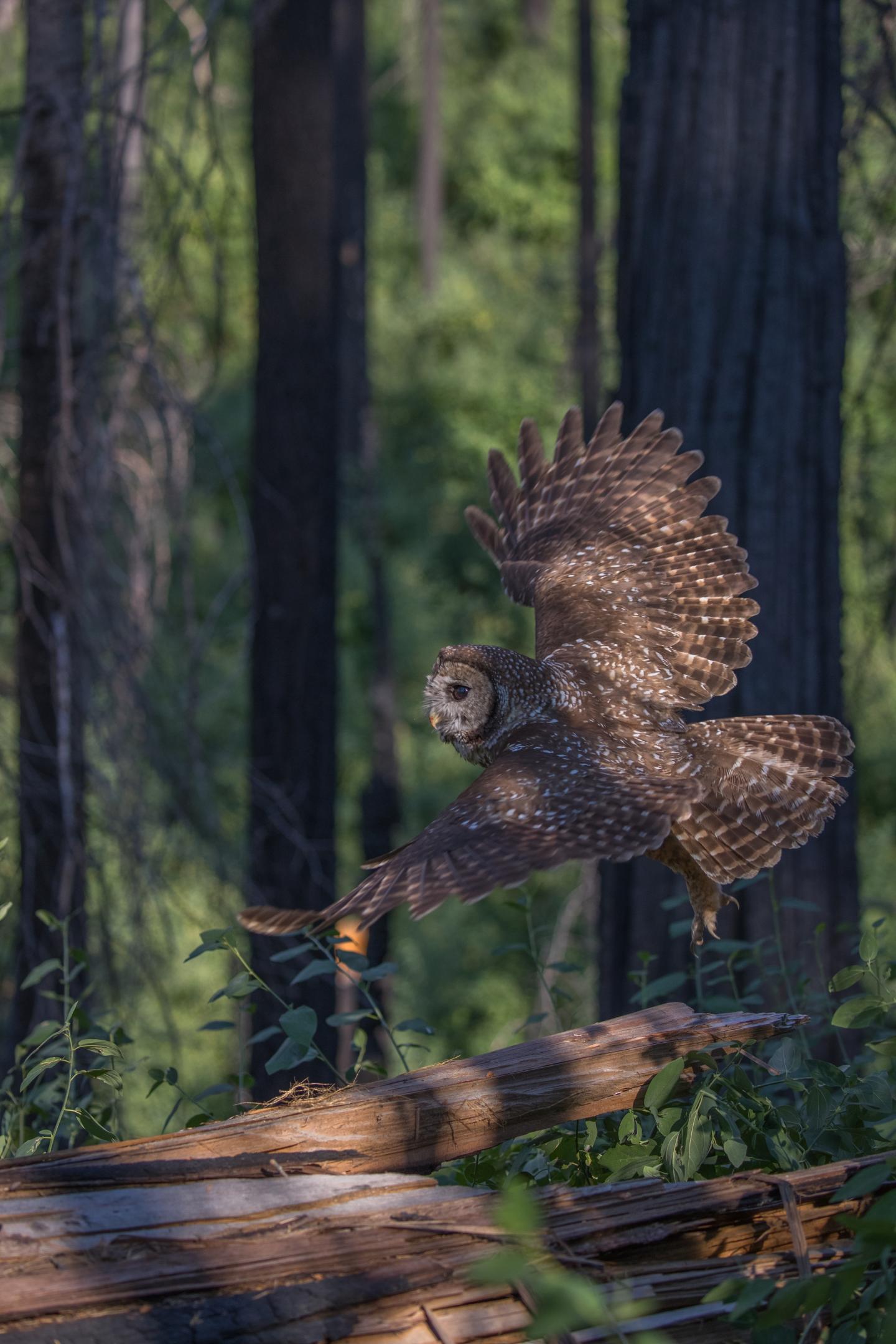 Spotted Owl in Forest