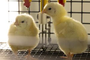 Broiler chicks
