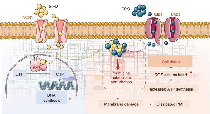 Schematic Diagram of the Synergistic Mechanism of the Combination of 5-FU and FOS Against MRSA