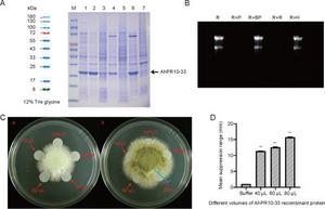 Fig. 1. Expression of recombinant AhPR10-33 in Escherichia coli and analysis of its nuclease activity and inhibitory effects on Aspergillus flavus growth
