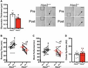 Glycocalyx-targeted therapy prevents age-related muscle loss and declines in maximal exercise capacity
