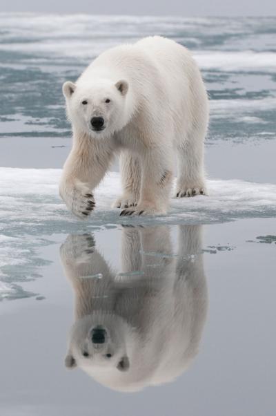 Ancestry of Polar Bears Traced to Ireland (3 of 3)