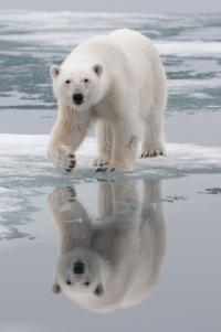 Ancestry of Polar Bears Traced to Ireland (3 of 3)