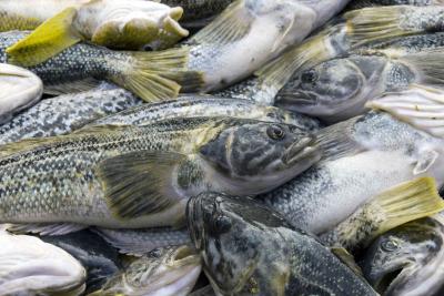 Marbled Antartic Cod