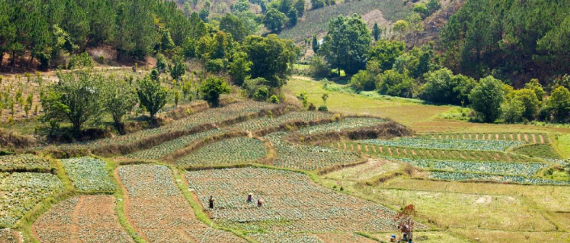 Agroforestry