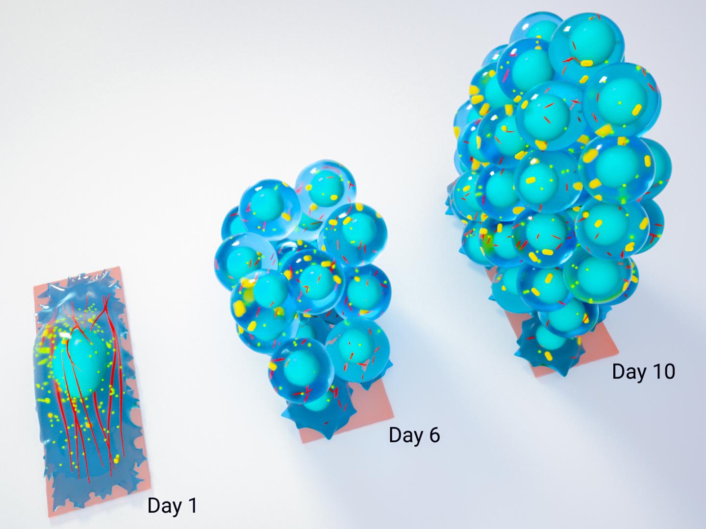 Schematic of a Spherical Cluster of Stem Cells