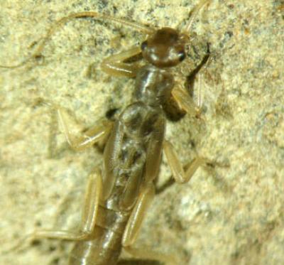 Tyrrhenoleuctra antoninoi