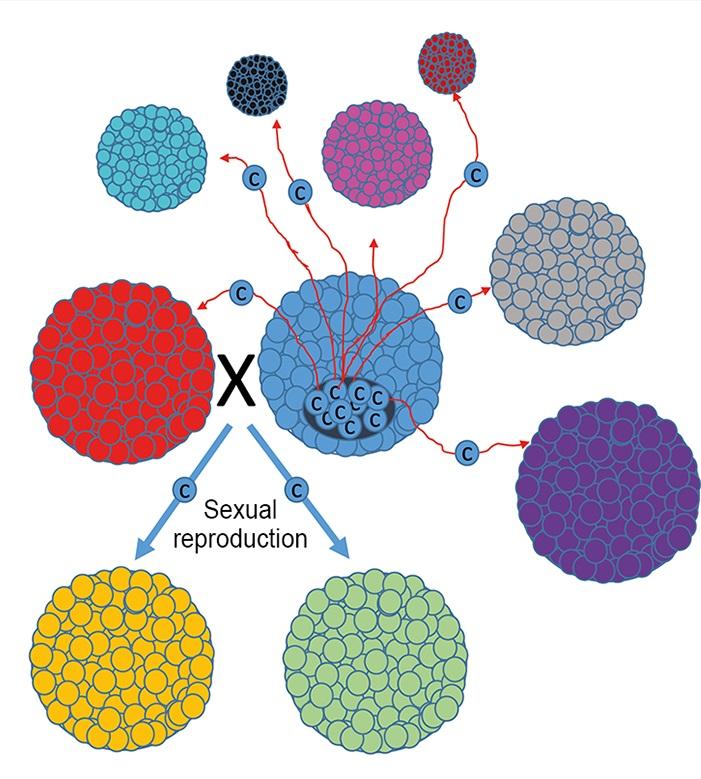 Is Sex Primarily a Strategy against Transmissible Cancer?