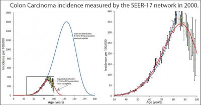 Colon Carcinoma Incidence Measured By SEER-17 Network In 2000