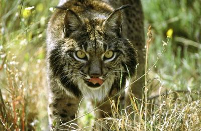 Iberian Lynx