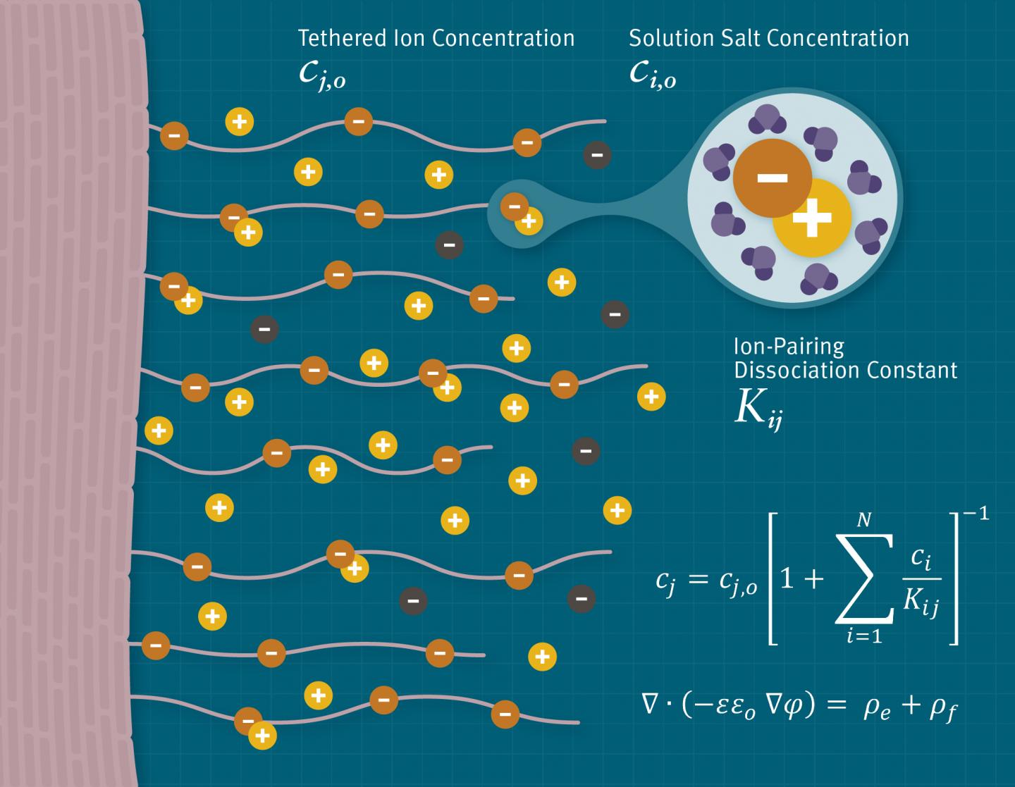 Illustration of Ions Interacting With the Mucosal Surface Glycans