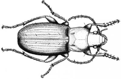 <I>Calathus carballalae</I>