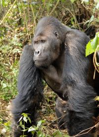 Grauer's Gorilla Silverback