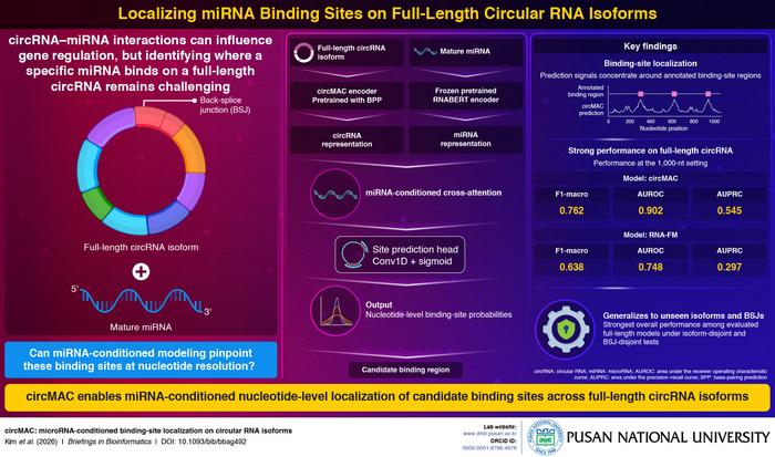 circMAC maps microRNA binding sites on circular RNA