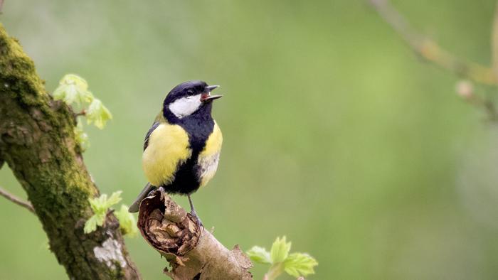 Great Tit in Wytham Woods A