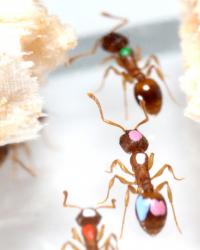 House-Hunting Ants