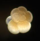 Refining Forams as Past Ocean Thermometer