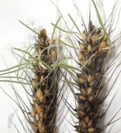 Wheat