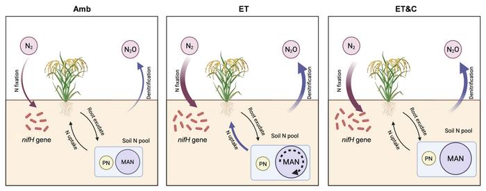 Warming reshapes nitrogen partitioning and stabilization pathways in flooded rice soils