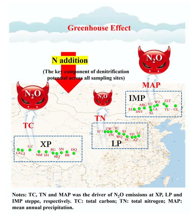Patterns and drivers of soil denitrification and its responses to nitrogen addition in steppe ecosystems
