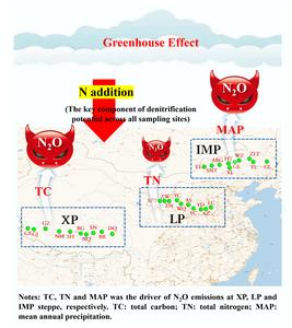 Patterns and drivers of soil denitrification and its responses to nitrogen addition in steppe ecosystems