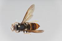 The Specimen of <i>Vespa velutina</i> Collected in Hamburg