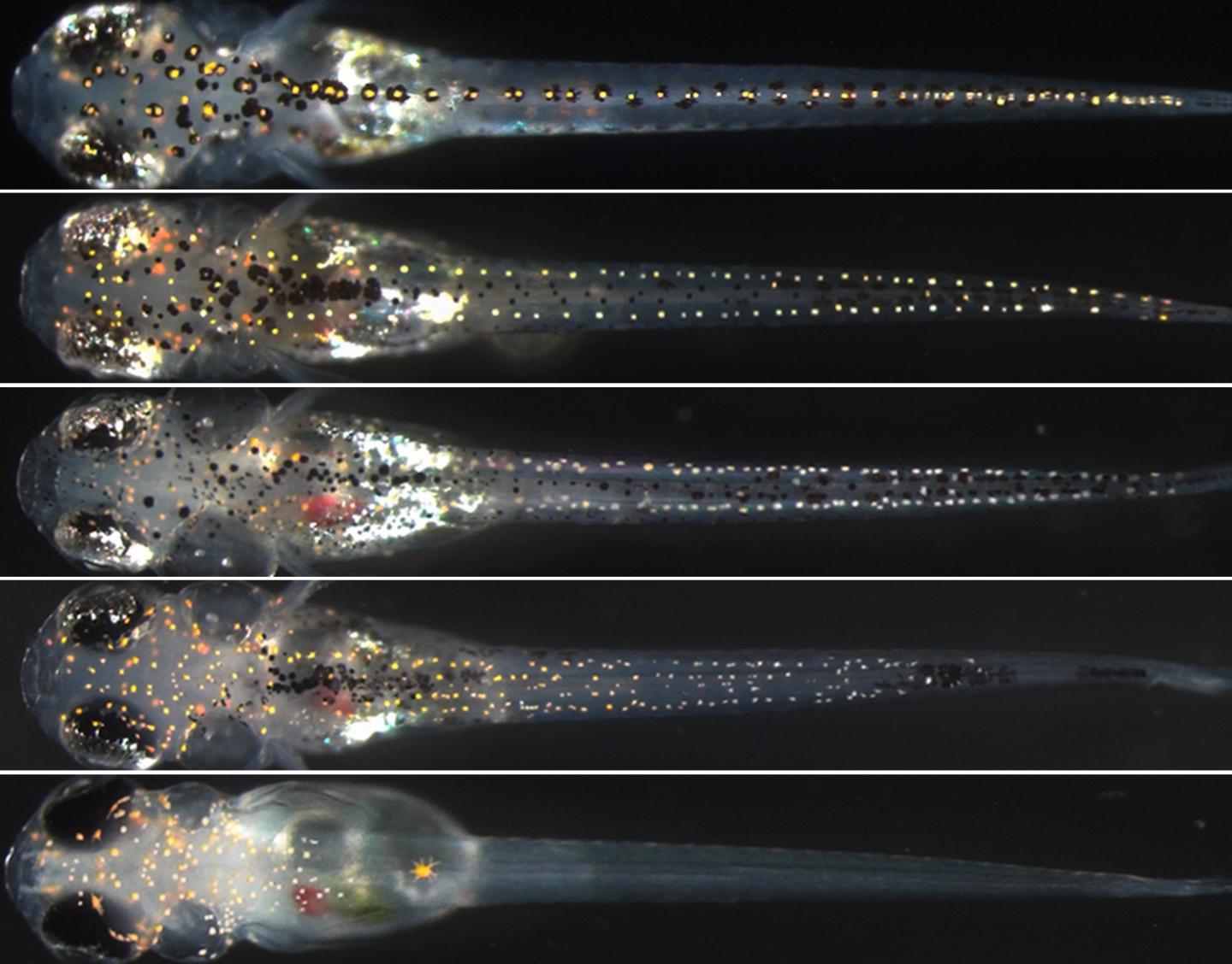 Loss of Sox10 and Sox5 Genes Results in Complex Changes