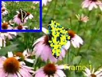 Computer Watches a Butterfly