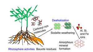 Early establishment of native halophytic plant species enhanced mineral weathering and organic carbon inputs in bauxite residue under field conditions