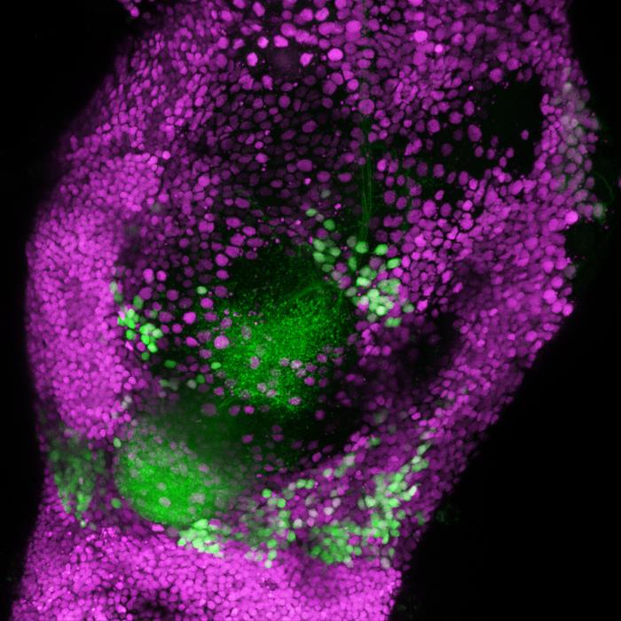 Lateral horn neurons encode odor value (pleasant/unpleasant)