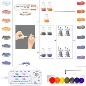 A KAIST team develops the world's first modular co-culture platform for the one-pot production of rainbow-colored bacterial cellulose.​