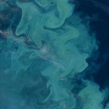 Coccolithophore Bloom in the Barents Sea